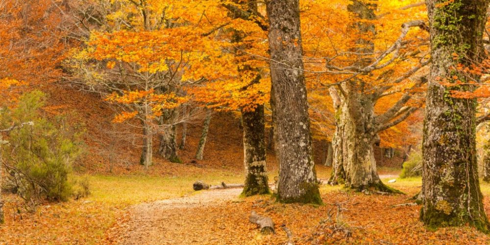 Los mejores bosques pasiegos por donde hacer rutas (sobre todo en otoño)